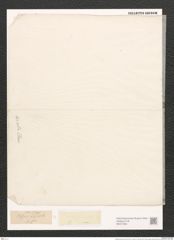 Nitzschia acuta Cleve (de-Toni-Nr.: Genus 47, Species 2027) Zeichnungen Sammlung Grunow (NHMW-BOT-W0371804)